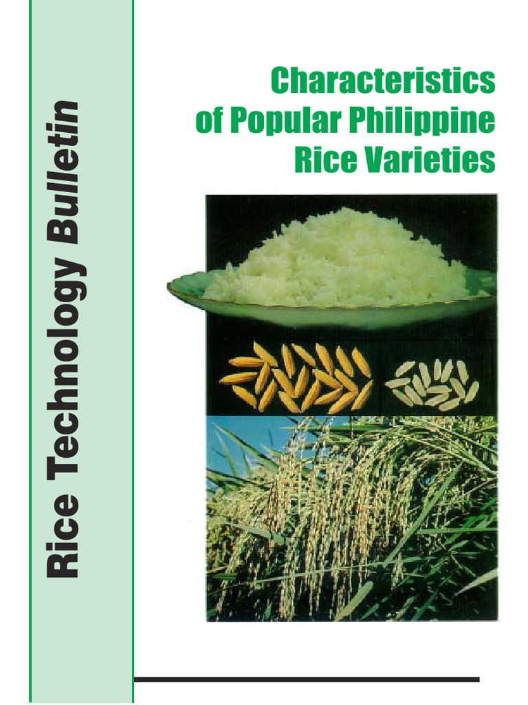 Philippine Rice Varieties Overview | PDF | Rice | Plant Breeding