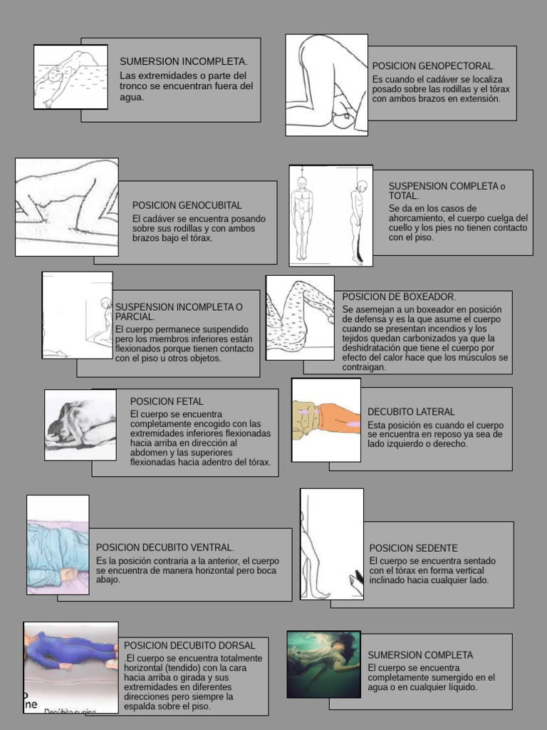 infografia cadaveres | PDF | Términos anatómicos de ubicación
