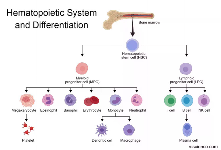 Hematopoietic Stem Cells Differentiation | PDF
