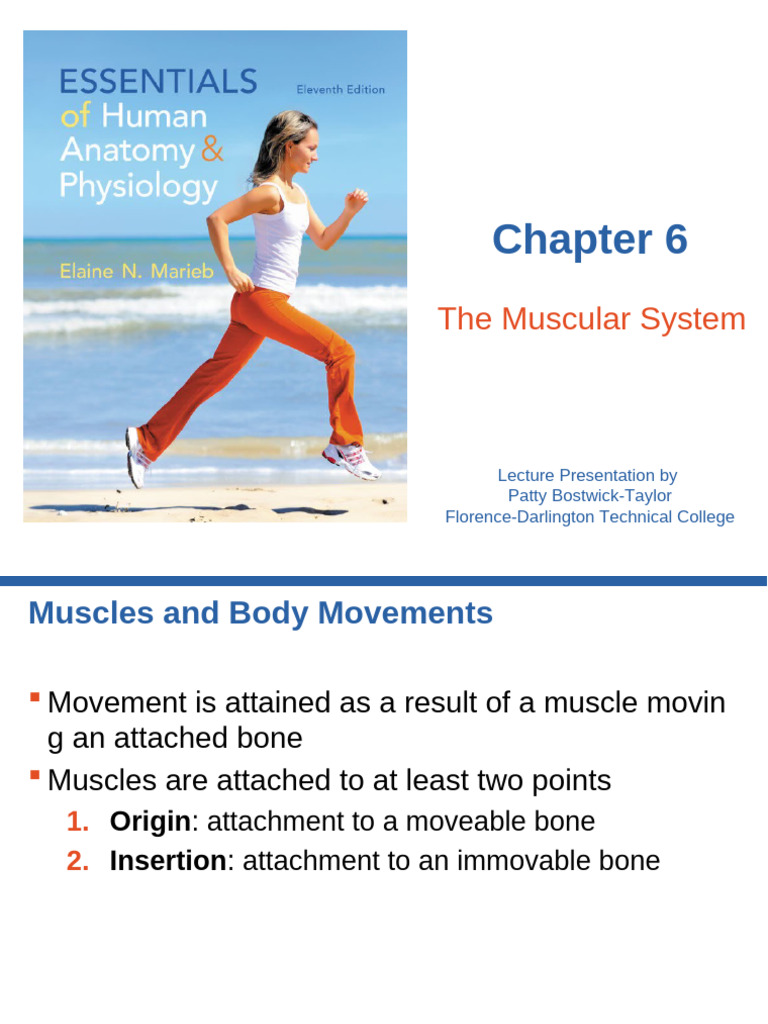 Understanding Muscle Movements and Types | PDF | Anatomical Terms Of ...