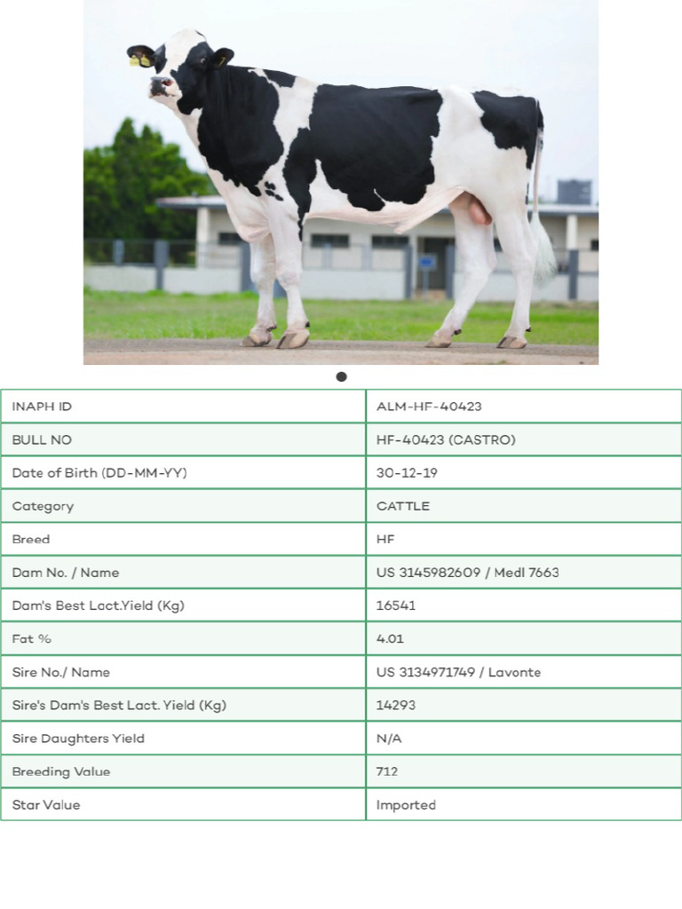Bull Detail | PDF
