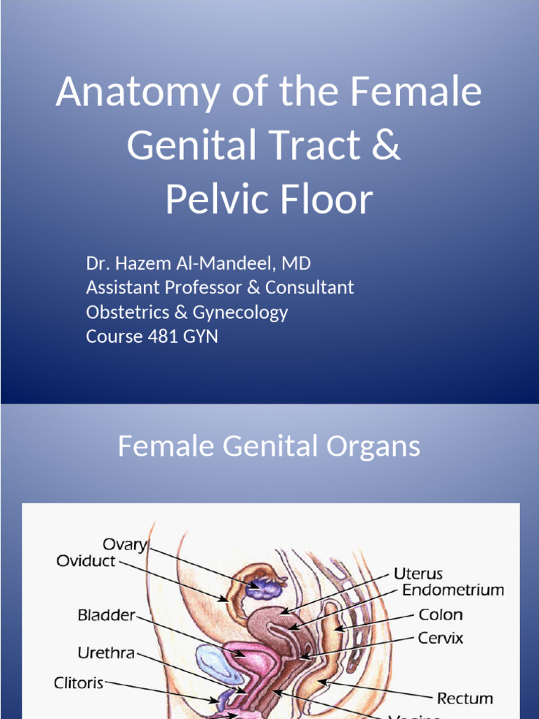 Anatomy of Female Genital Tract-1 | PDF | Uterus | Vagina