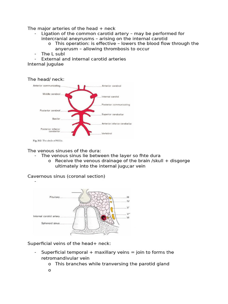 Major Arteries and Veins of Head & Neck | PDF