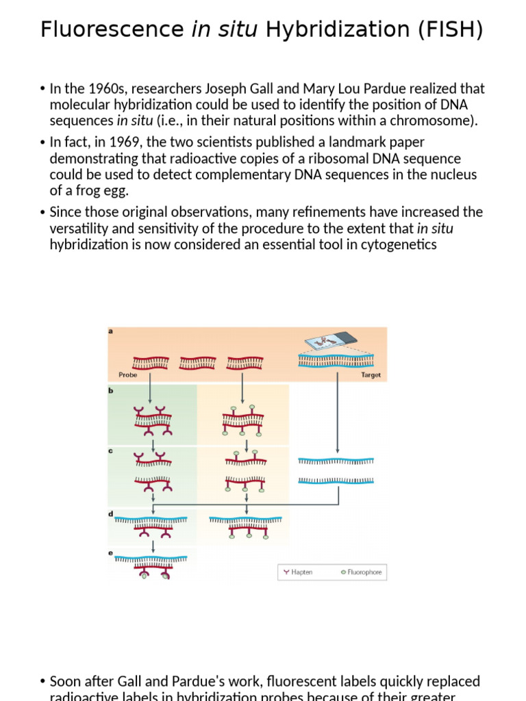FISH analysis | PDF | Fluorescence In Situ Hybridization | Nucleic Acid ...