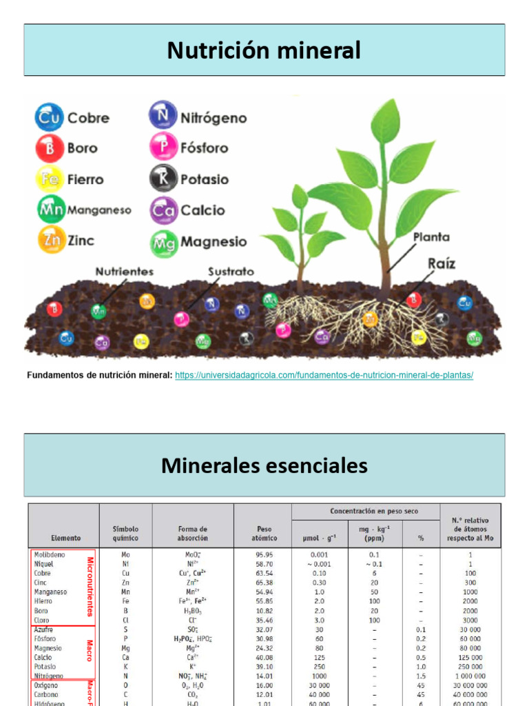 Esencialidad de Nutrientes en Plantas | PDF | Nutrientes | Micronutrientes