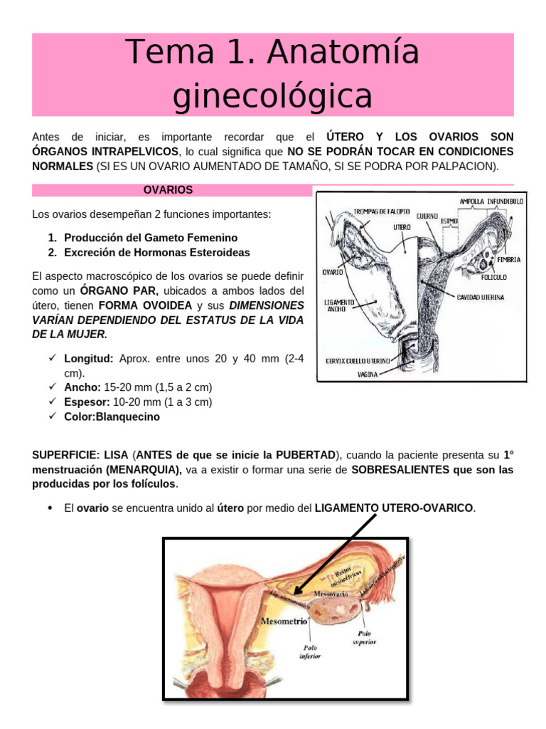 t1-anatomia-ginecologica-pdf-labios-vagina