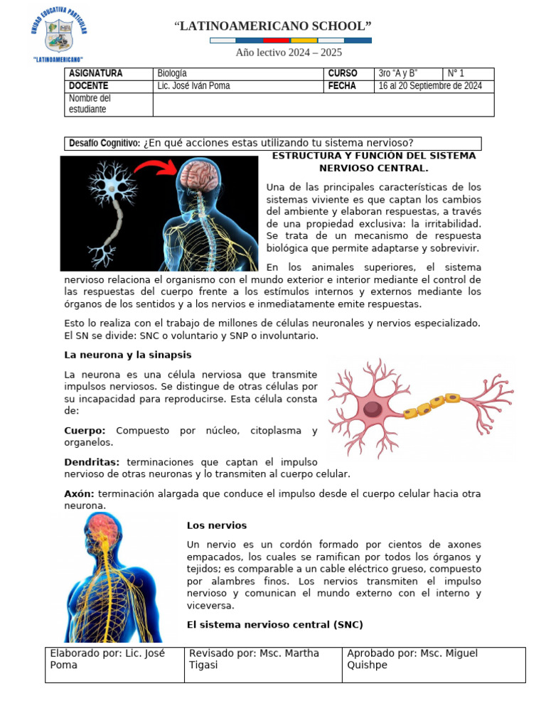 Estructura del Sistema Nervioso Central | PDF | Sistema nervioso | Neurona