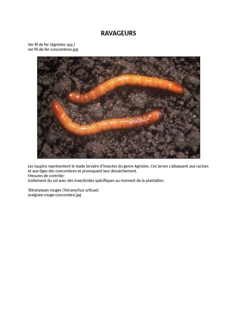Contrôle des ravageurs des concombres | PDF | Insecticide | Plantes