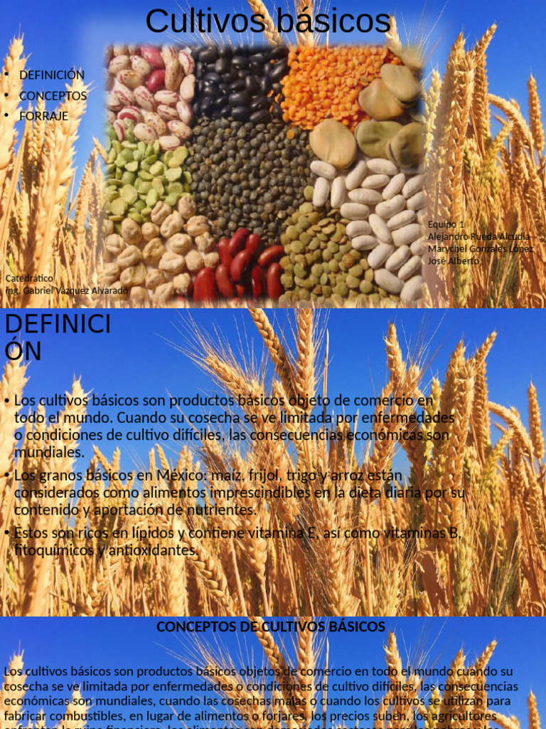 Cultivos y Forrajes Esenciales | PDF | Agricultura | Alimentos