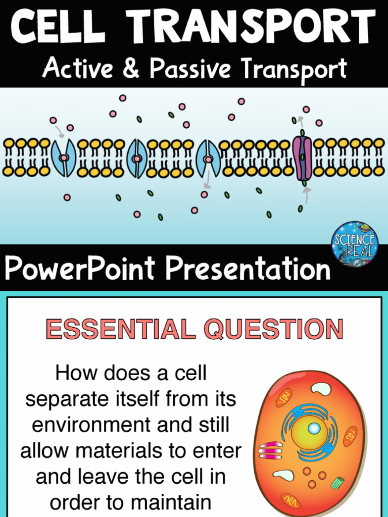 Cell Transport PowerPoint No Videos | PDF
