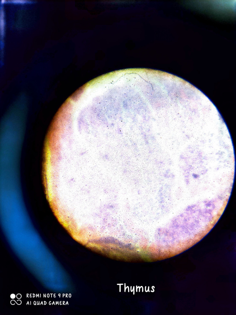 Histology Slides | PDF