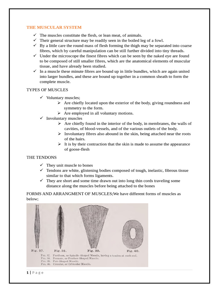 Overview of the Muscular System | PDF | Anatomical Terms Of Motion | Arm