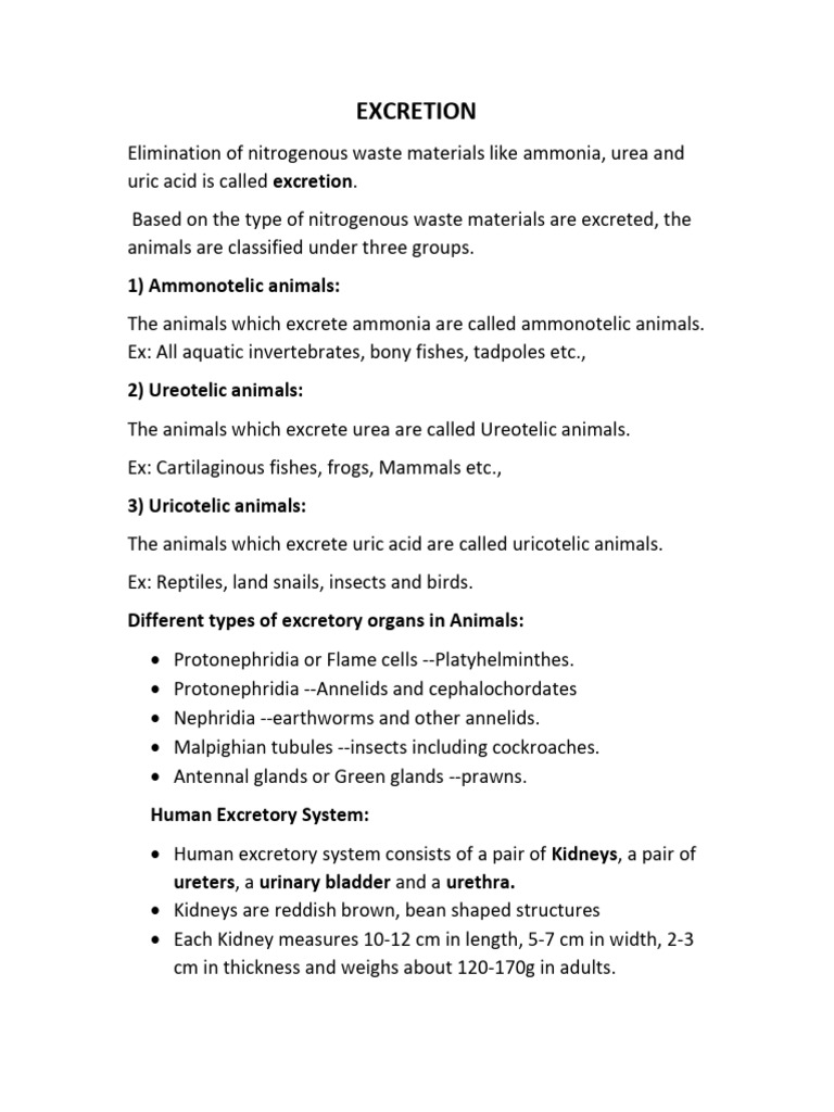 EXCRETORY SYSTEM | PDF | Kidney | Urinary System