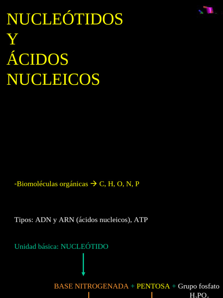 Estructura y Función de Nucleótidos y Ácidos Nucleicos | PDF | Rna | Adn