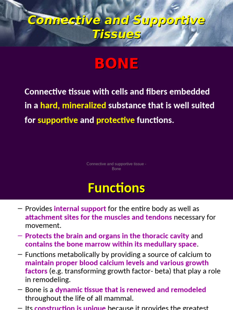 Understanding Bone Structure and Function | PDF | Bone | Osteoblast