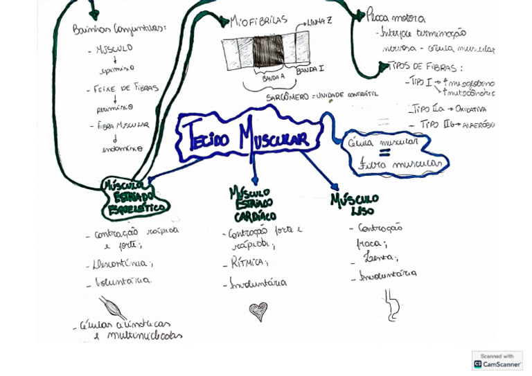 Tecido Muscular | PDF