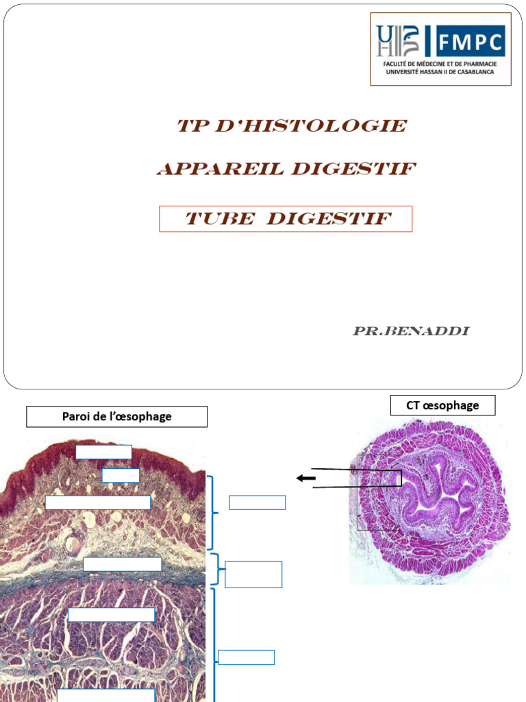 Histologie du tube digestif | PDF | Épithélium | Tractus gastro-intestinal