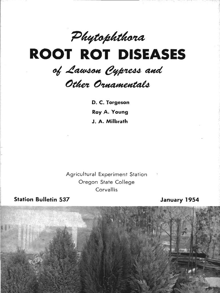 1954 - Phytophthora ROOT ROT DISEASES - Station Bulletin 537 | PDF ...
