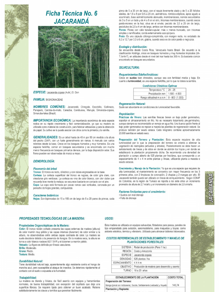 Jacaranda | PDF