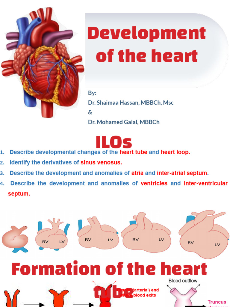 Heart Development and Anomalies Guide | PDF | Congenital Heart Defect ...