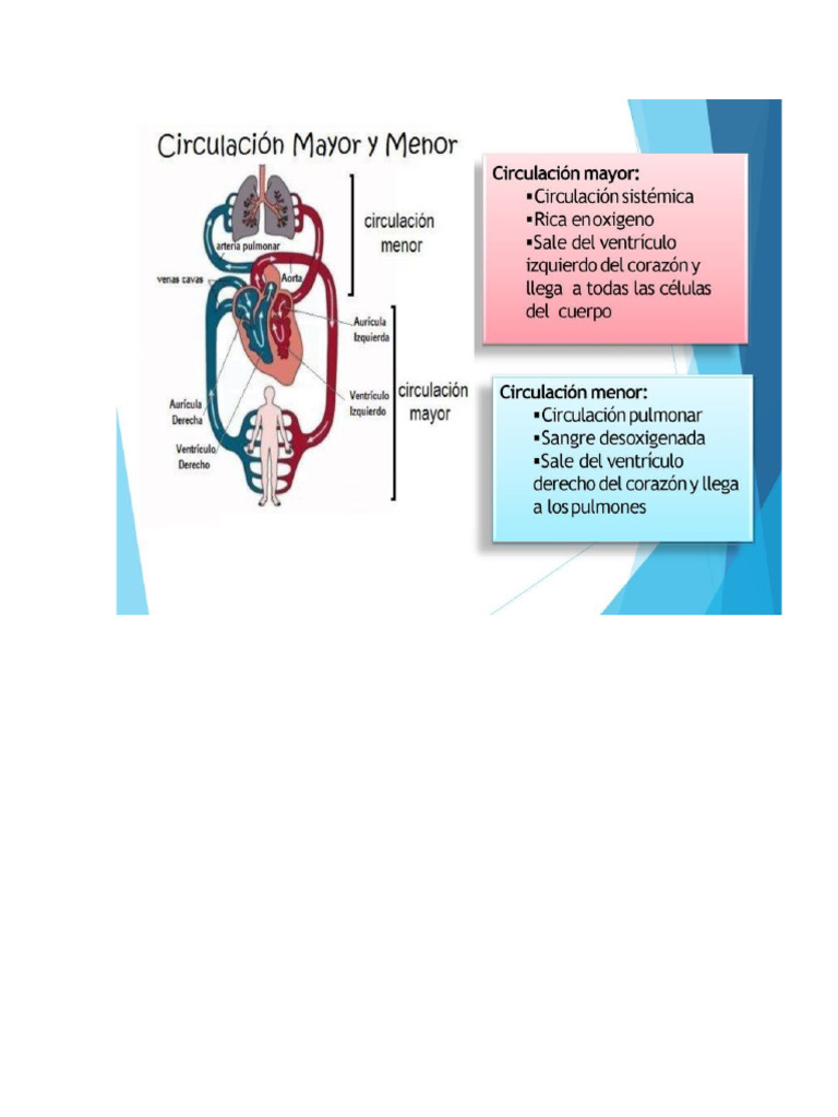 Circulacion | PDF