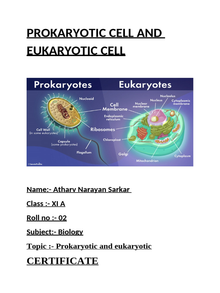 Prokaryotic Cell and Eukaryotic Cell | PDF | Cell (Biology) | Prokaryote