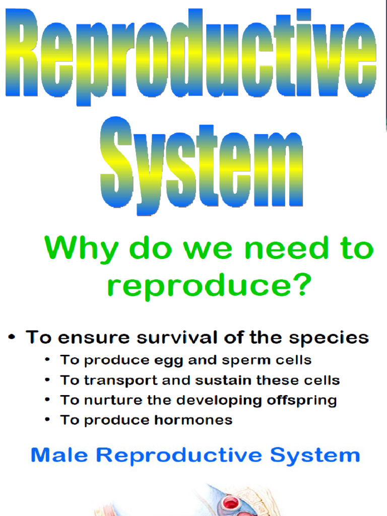 Reproductive System | PDF