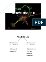 Nerve Tissue 2 Histology