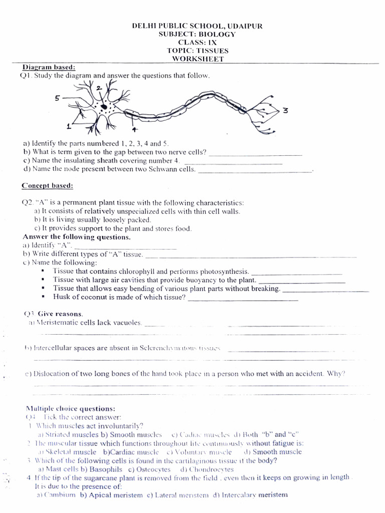 Class 9 Tissues Worksheet | PDF | Tissue (Biology) | Muscle