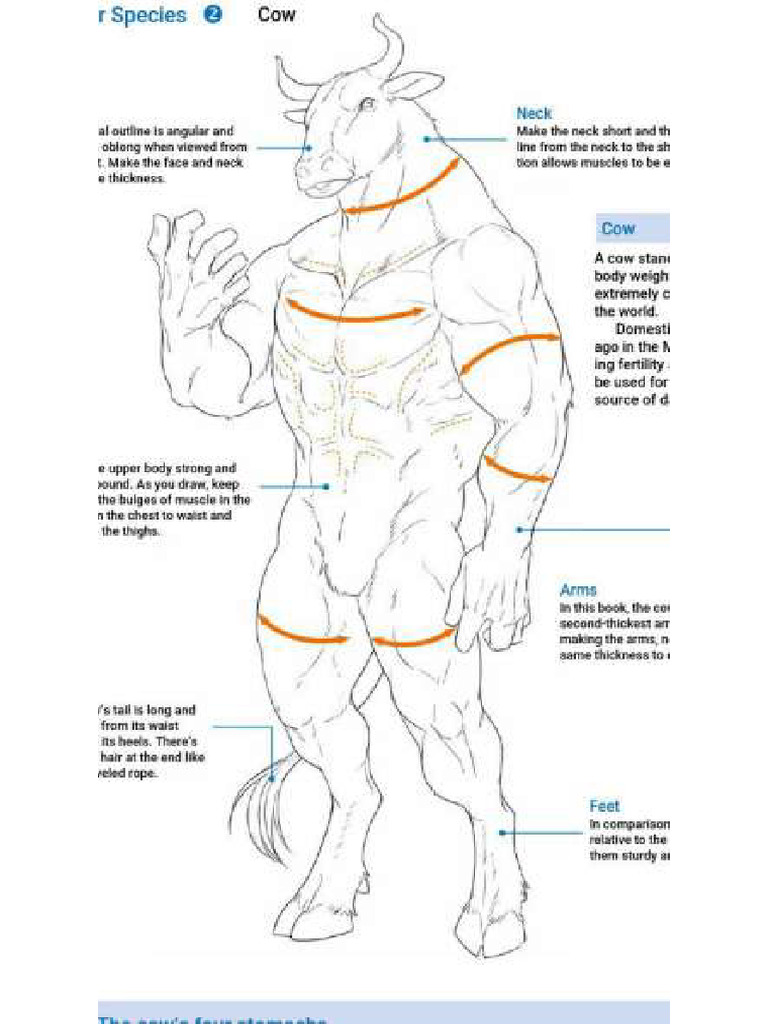 Boi | PDF