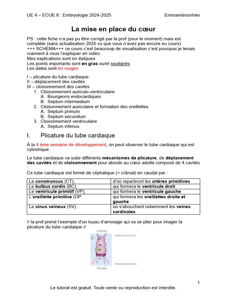 Formation du cœur et septum inferius | PDF | Cœur | Atrium (anatomie)