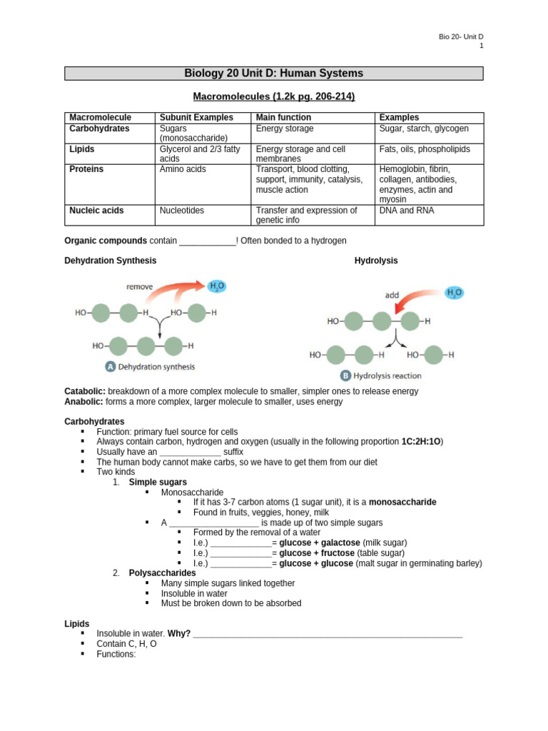 Bio20- Unit D- STUDENT NOTES | PDF | Ventricle (Heart) | Atrium (Heart)