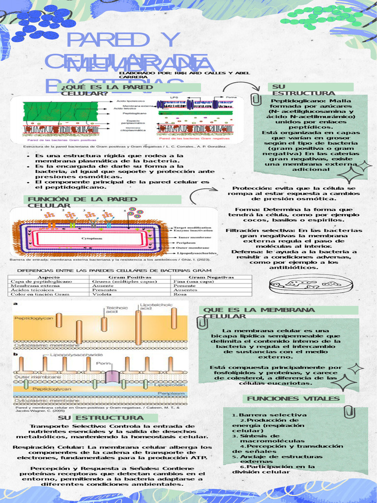 Estructura y función de la pared celular bacteriana | PDF | Membrana ...