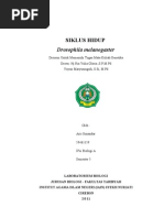 Download Siklus Hidup Drosophila Melanogaster by Abdul Haris Ar-Rasyid SN81786575 doc pdf