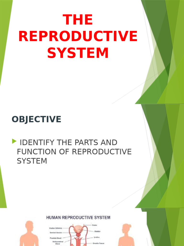 Overview of Human Reproductive System | PDF | Menstrual Cycle ...