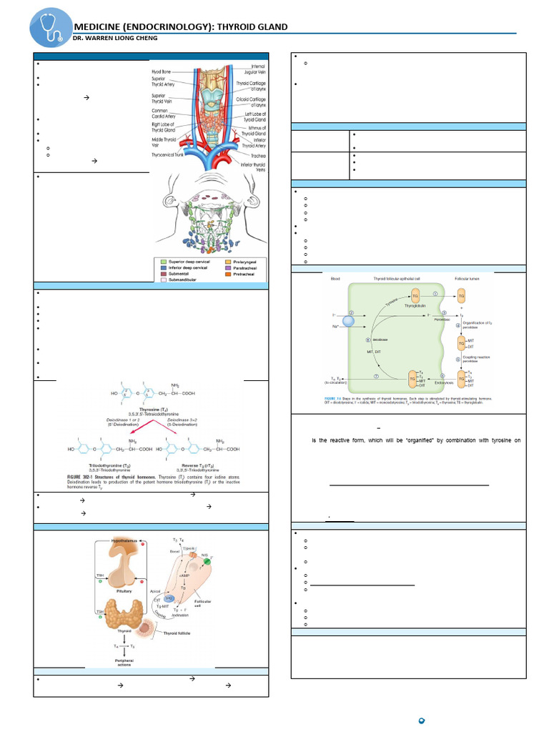 Thyroid Gland Overview and Function | PDF | Thyroid | Hyperthyroidism
