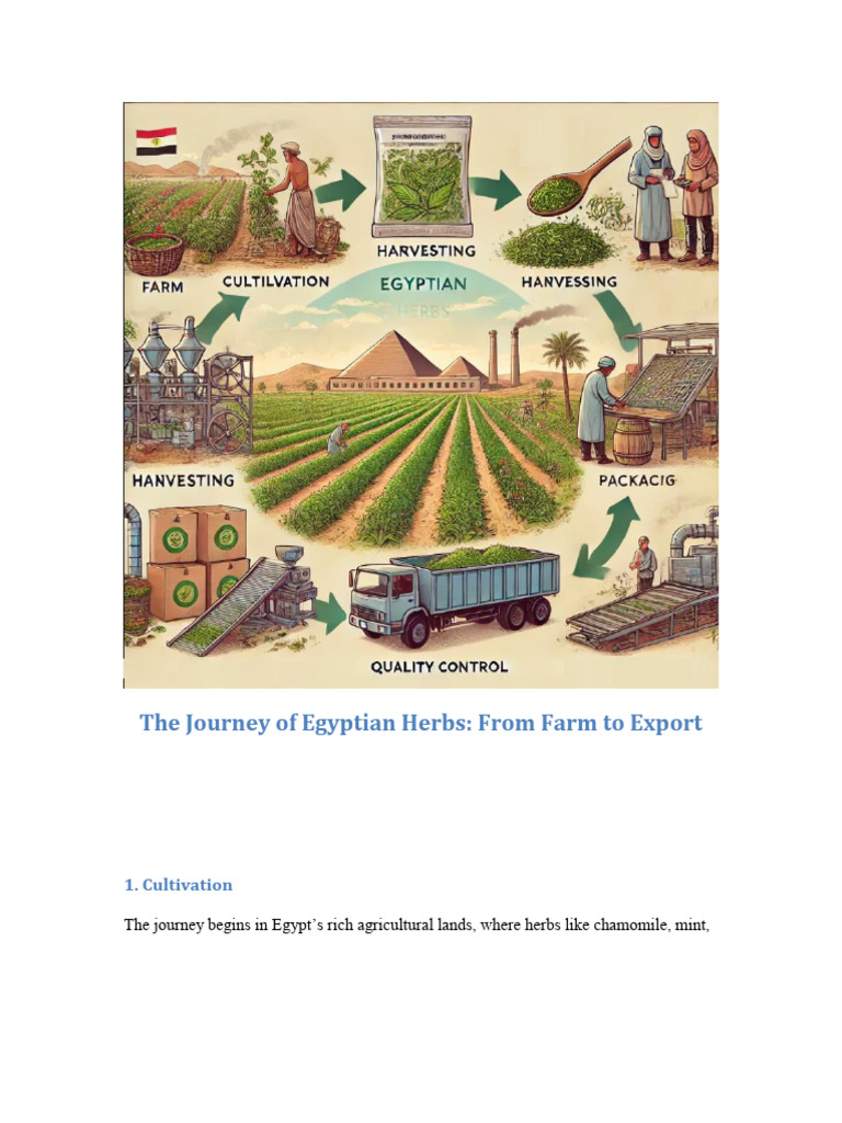 Egyptian Herbs: Cultivation to Export | PDF | Agriculture | Packaging ...