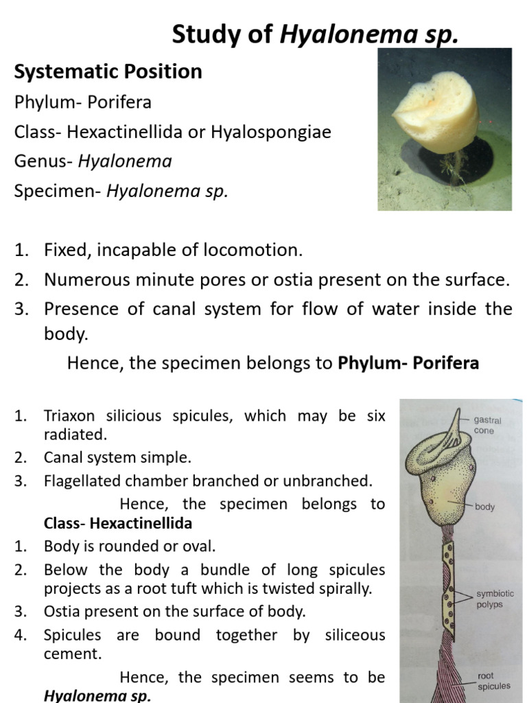 Study of Hyalonema and Sycon Sponges | PDF