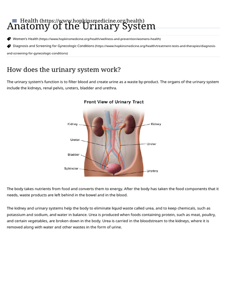 Understanding the Urinary System Anatomy | PDF | Kidney | Urinary System