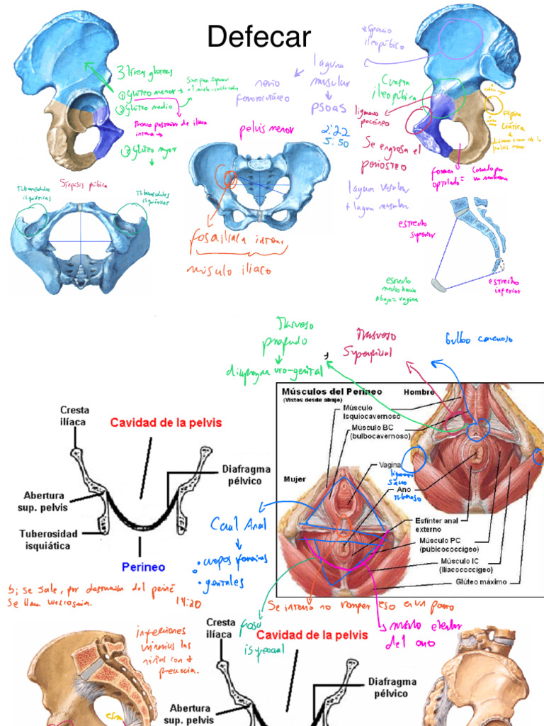 Defecar | PDF