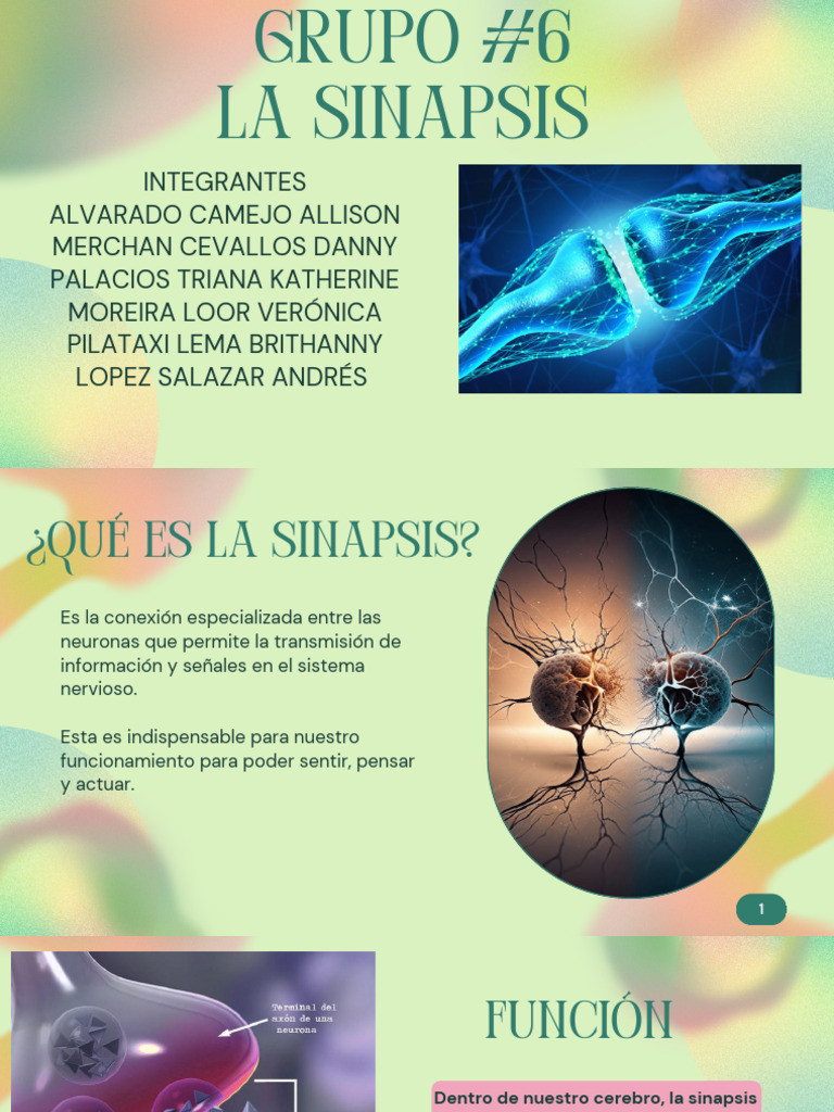 Tipos y funciones de la sinapsis | PDF