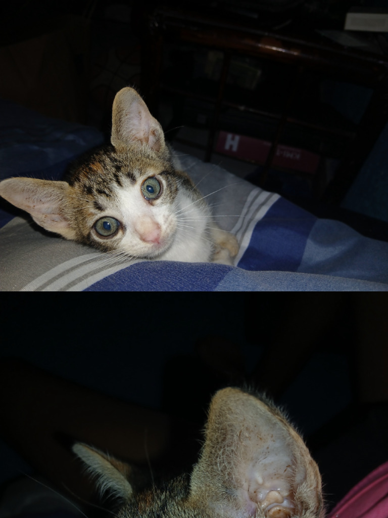 Kityy PDF