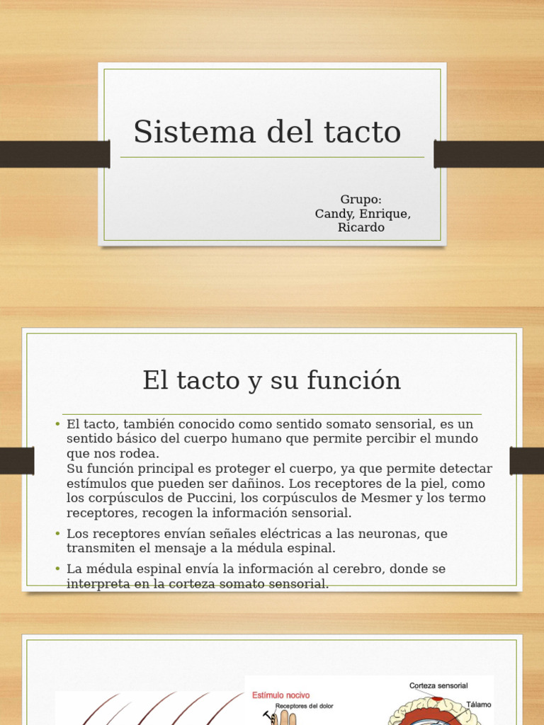 Función y cuidado del sentido del tacto | PDF