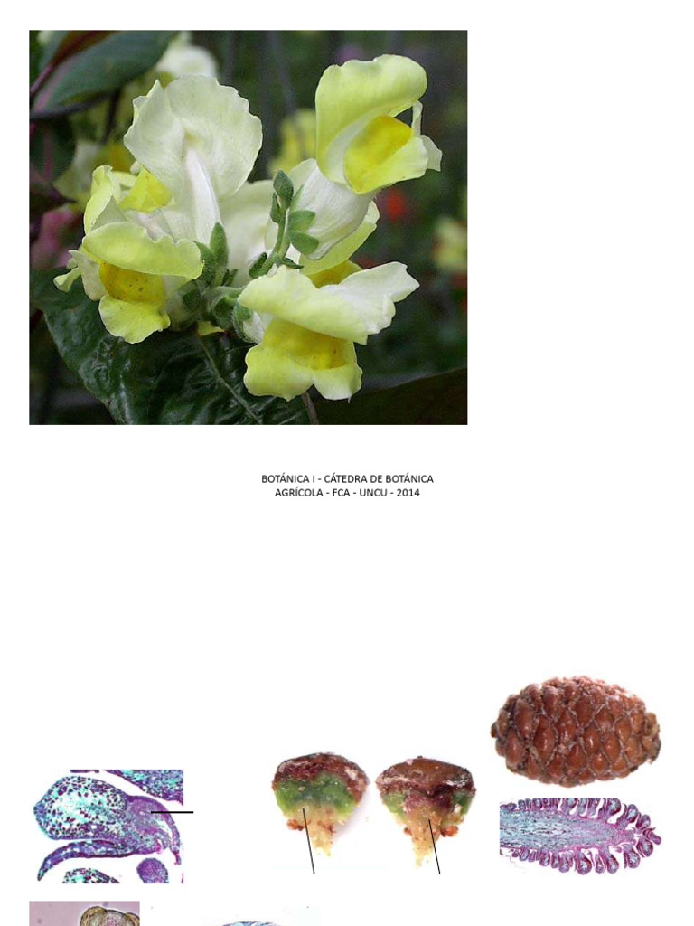 Estructura y Función de las Flores | PDF | Flores | Ramas de la botánica