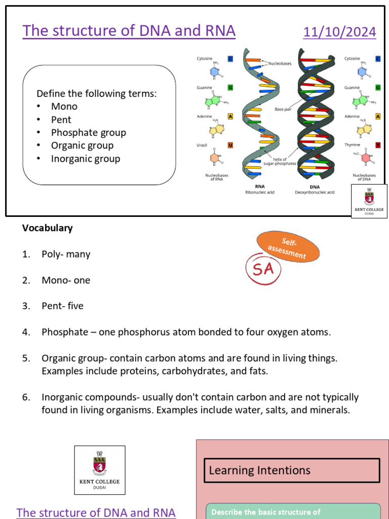 DNA and RNA Structure Explained | PDF | Nucleotides | Dna