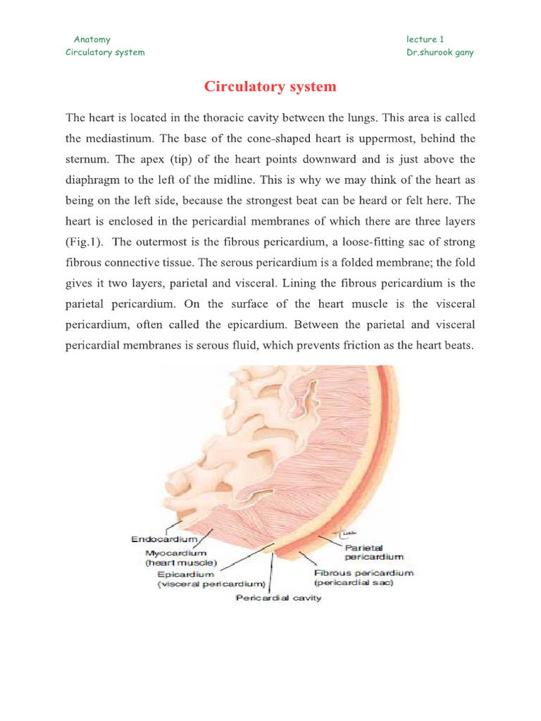 Anatomy and Function of the Heart | PDF | Atrium (Heart) | Heart Valve