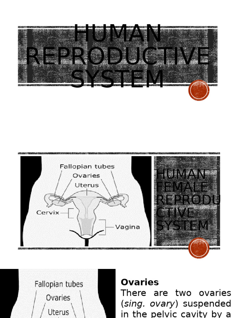 Human Reproductive System | PDF | Uterus | Ovary