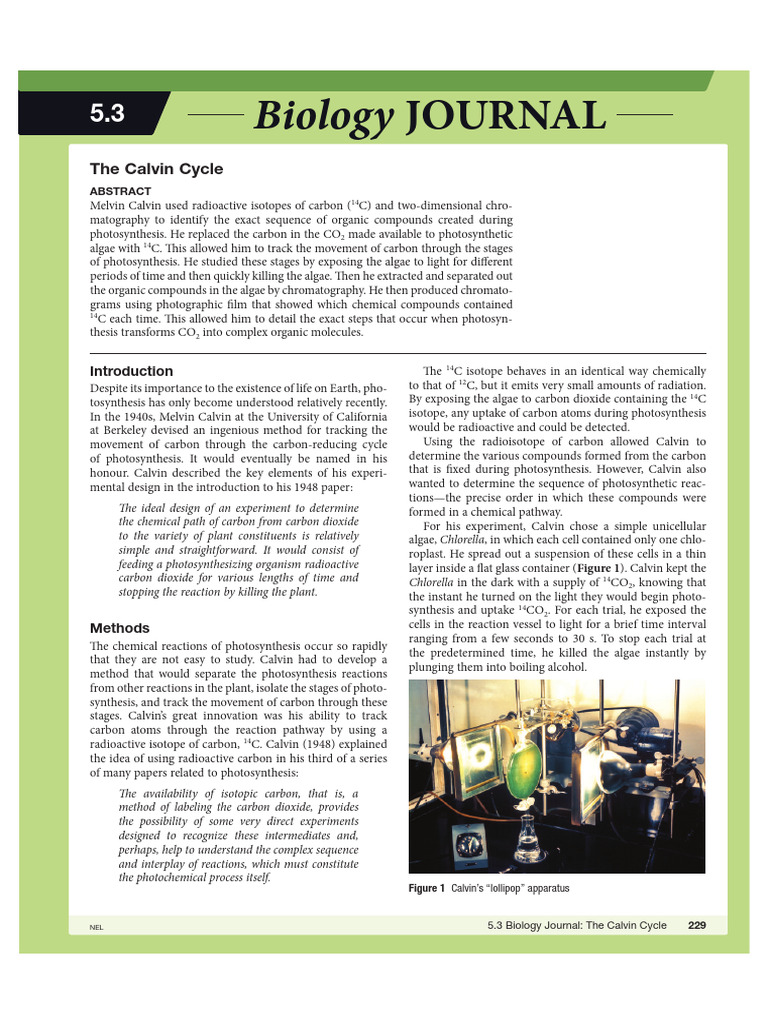 The Calvin Cycle: Photosynthesis Unveiled | PDF | Photosynthesis ...