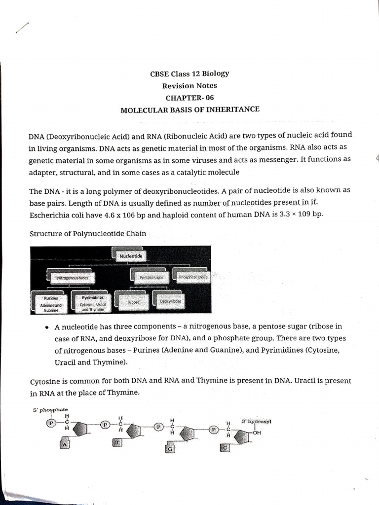 Class 12 Molecular Basis of Inheritance Revision Notes Short | PDF