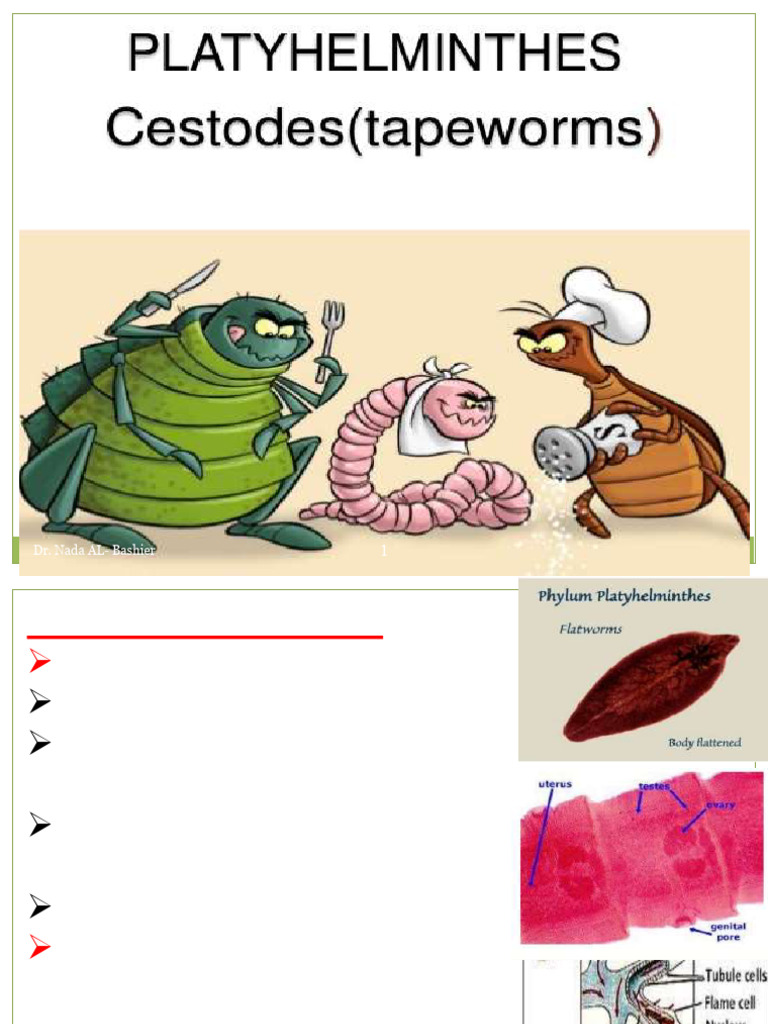 Overview of Trematodes and Cestodes | PDF | Diseases And Disorders ...